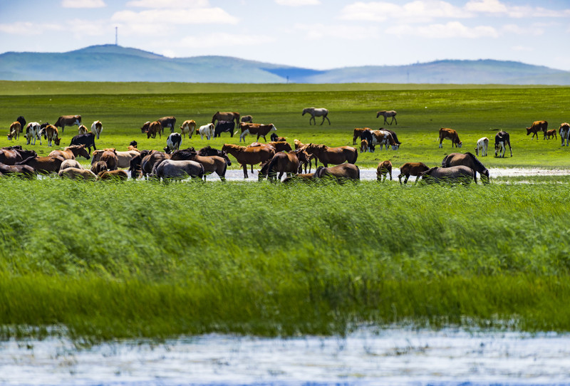 北疆瑰宝，内蒙古的自然与文化交融之旅